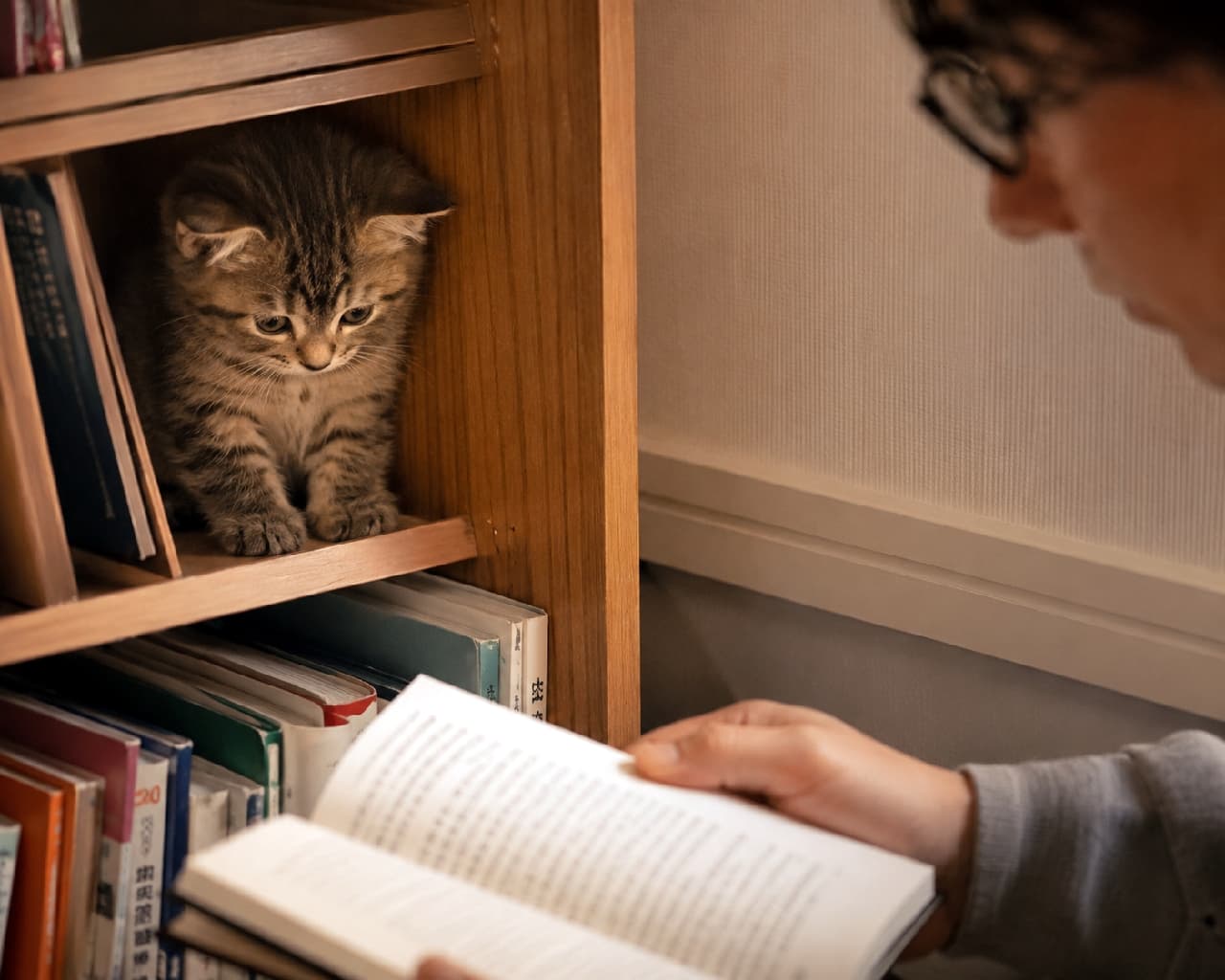 「「何読んでるニャ?」📚 本棚の特等席から飼い主さんを優しく見守る小さな妖精🧚♀️✨ #読書の秋 #猫と本 #癒しの時間 #子猫のいる暮らし #キジトラ #子猫」Ultra-realistic high-quality photograph of a cute tabby kitten sitting neatly inside a wooden bookshelf, bathed in warm indoor lighting. The kitten is looking down curiously at its owner, who is blurred in the foreground reading a book, creating a heartwarming and story-rich scene of quiet companionship. 暖かなオレンジ色の間接照明に包まれた部屋で、木製の本棚の空いたスペースにちょこんと座るキジトラ子猫。手前には本を読む眼鏡をかけた飼い主の姿がボケて写り込んでおり、子猫は少し首を傾げながら、その読書する手元を不思議そうに見下ろしています。人と猫の穏やかで知的な夜のひとときを感じさせる、ストーリー性豊かな一枚