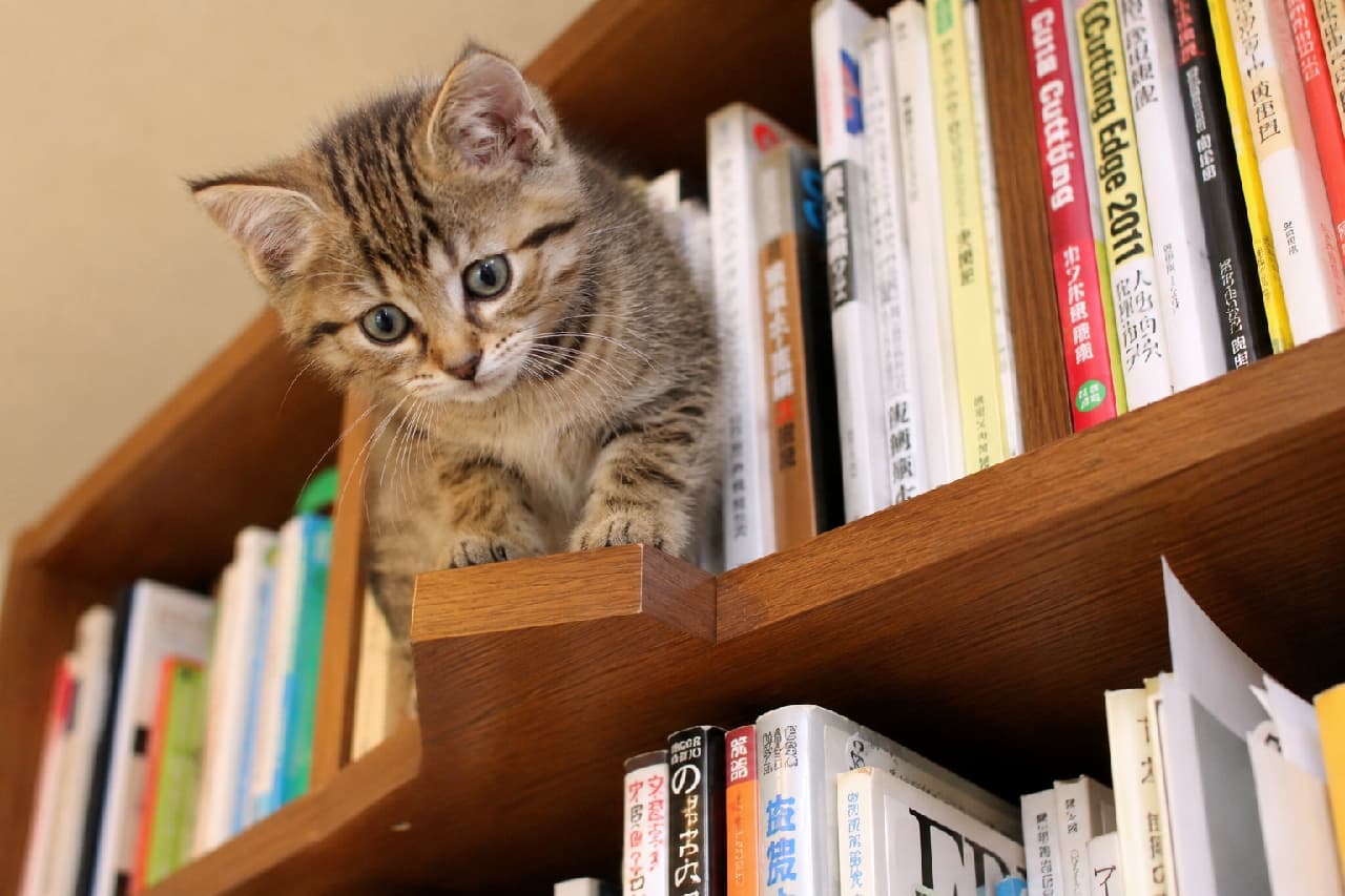 「ここまで登れたニャ!😼 誇らしげなお顔で見下ろしてくる小さなクライマーに拍手👏✨ #猫のいる生活 #高いところが好き #いたずらっ子 #本棚 #子猫のいる暮らし #キジトラ #子猫」Ultra-realistic high-quality photograph of an adventurous tabby kitten looking down from a high wooden bookshelf filled with Japanese books. Its slightly cautious expression, with ears pitched sideways and neat little paws gripping the edge, highlights the kitten's natural urge to climb and explore its surroundings. 日本語の専門書や雑誌がぎっしりと並ぶ木製の本棚の高い位置から、身を乗り出して下を見下ろしているキジトラの子猫。耳を少し横に向け、慎重に足場を確認するような少し緊張感のある表情と、揃えられた小さな前足が可愛らしいです。高いところへ登りたがる子猫の活発さと、見上げるようなアングルが新鮮な一枚