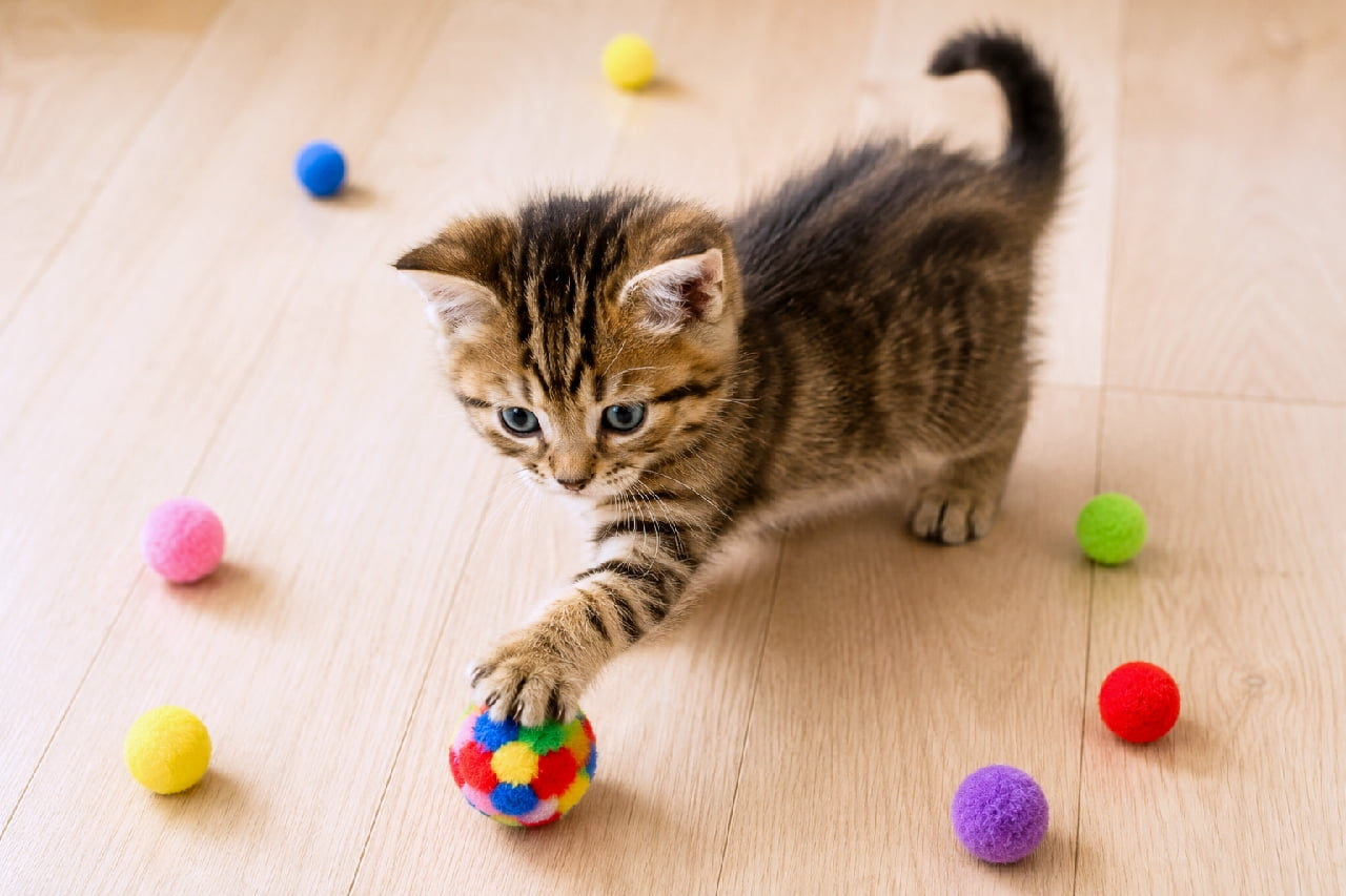「狙った獲物は逃がさないニャ!🐾 カラフルボールに夢中な小さなハンター参上😼✨ #キジトラ #子猫の遊び #元気いっぱい #子猫のいる暮らし #子猫」Ultra-realistic high-quality photograph of an energetic brown tabby kitten playing on a light wooden floor, swatting a multi-colored fuzzy ball toy. With other colorful balls scattered around, the kitten's focused expression beautifully highlights its playful hunting instincts. 明るい木目のフローリングの上で、赤や青、黄色といったカラフルなポンポンのおもちゃに囲まれながら、マルチカラーのボールに右前足を乗せるキジトラ子猫。獲物を確実に捉えたような真剣な眼差しと、ふんわりとした短い毛並みが、1歳未満の子猫ならではのエネルギッシュな遊びの時間を鮮やかに捉えています