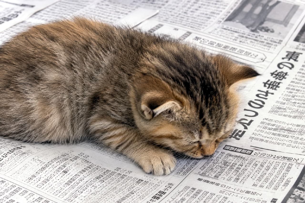 「今日のニュースは…むにゃむにゃ💤 新聞読むのを邪魔する天才発見🗞️🐈 #猫のいる生活 #おやすみなさい #キジトラ #子猫 #猫のいる暮らし」Ultra-realistic high-quality photograph of a small brown tabby kitten sleeping peacefully on top of a spread-out Japanese newspaper. The contrast between the soft, fluffy fur and the crisp, monochrome text emphasizes the kitten's vulnerability and charm. 広げられた日本語の新聞紙の上で、前足をきゅっと畳んでうつ伏せで眠るキジトラの子猫。まだ1歳未満のふわふわとした短い産毛の質感と、新聞の細かい活字という無機質な背景とのコントラストが、子猫の無防備な可愛さをより一層引き立てています