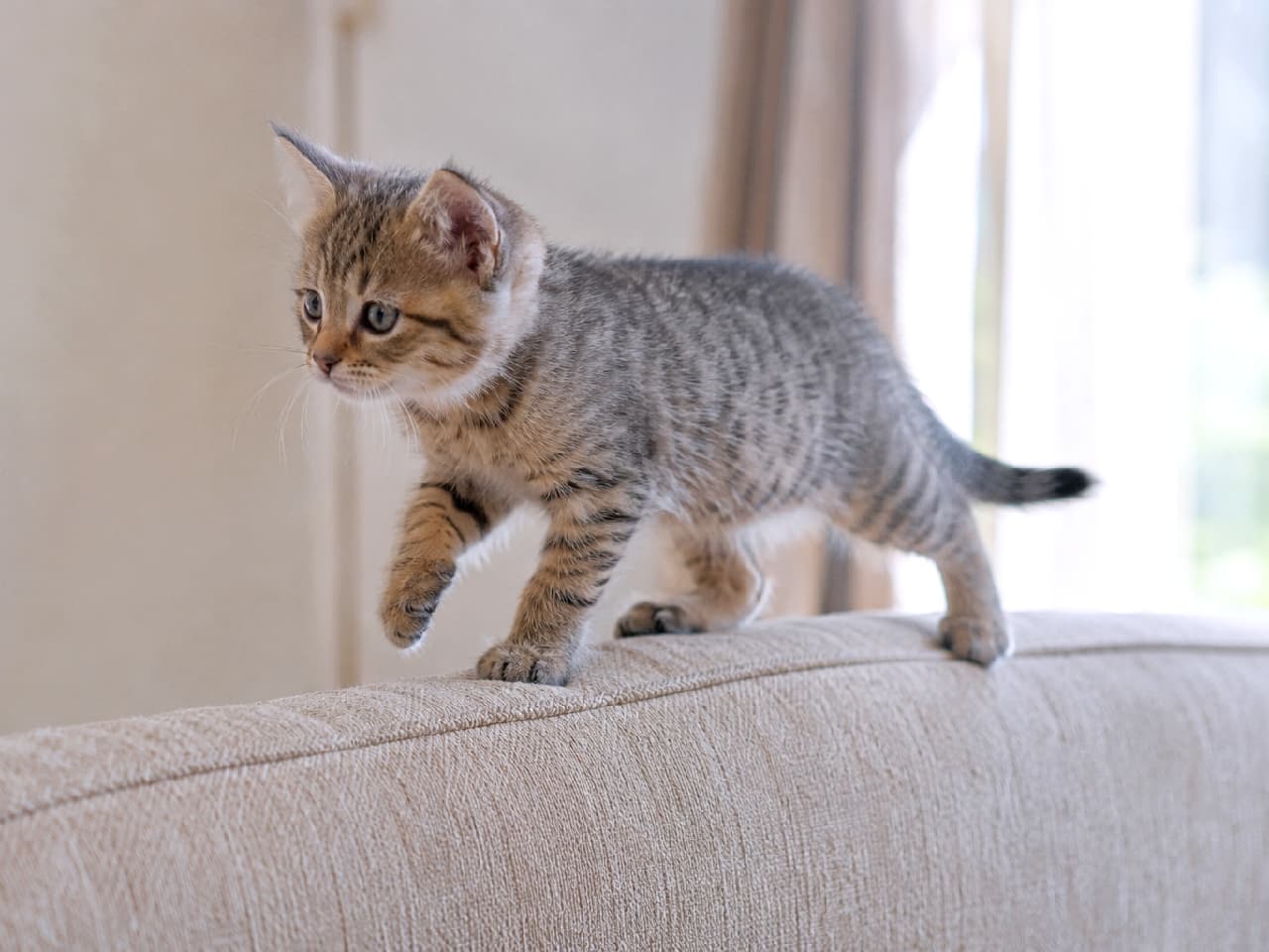 「目指すはソファの向こう側!🐾 小さな冒険家の綱渡りに思わずエールを送っちゃう📣✨ #子猫のいる生活 #冒険家 #キジトラ #子猫 #猫のいる暮らし」Ultra-realistic high-quality photograph of a tabby kitten walking carefully along the top edge of a beige sofa. Soft natural light from a nearby window highlights its beautiful striped fur, while its focused expression and raised front paw capture a dynamic moment of youthful curiosity. 明るいリビングルームで、ベージュのソファの背もたれの上を器用に歩くキジトラ子猫。窓からの柔らかな自然光が、子猫の細かく美しい縞模様とホワホワとした短い被毛を優しく照らしています。真剣な眼差しで前を見据え、右前足をスッと上げた躍動感のあるポーズが、子猫特有の好奇心と冒険心を見事に捉えています