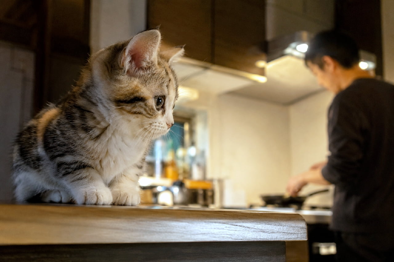 「今日の晩ご飯は何ニャ?🍳 カウンターの特等席でシェフを見守る小さな現場監督さん🐈✨ #キッチン猫 #猫との暮らし #待ちきれない #子猫 #子猫のいる暮らし #子猫」Ultra-realistic high-quality photograph of a sweet torbie kitten sitting elegantly on a wooden kitchen counter, watching its owner cook in the softly lit, beautifully blurred background. The image powerfully conveys a warm, everyday story of human-animal bonding. 暖かなペンダントライトの光に包まれたキッチンカウンターの上で、前足をきゅっと折りたたんでくつろぎながら、奥でフライパンを使って料理をしている飼い主(男性)を横顔でじっと見守る三毛トラ(トービー)の子猫。人と猫の穏やかな日常と、家族としての深い絆を感じさせるストーリー性豊かな情景