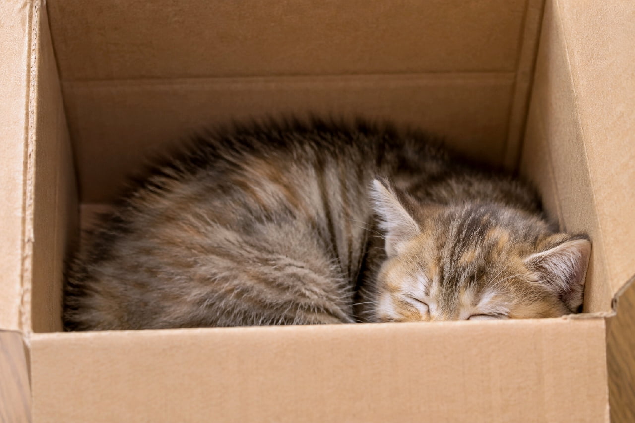 「お気に入りのベッドは高級なクッションより段ボール箱ニャ📦💤 すっぽり感がたまらない💕 #箱入り猫 #猫あるある #キジトラ #子猫 #猫のいる暮らし」Ultra-realistic high-quality photograph of a cute tortoiseshell-tabby mix kitten sleeping tightly curled up inside a simple cardboard box. Its face is partially hidden by the box's edge, perfectly capturing the classic and endearing feline love for small spaces. シンプルな無地の段ボール箱の中で、丸くなって眠っている麦わら模様(ブラウンパッチドタビー)の入ったキジトラ子猫。箱の縁で顔が半分隠れていますが、ギュッと身を寄せたコンパクトなポーズとフサフサの背中が、猫特有の「狭い箱が好き」という習性を愛らしく伝えています