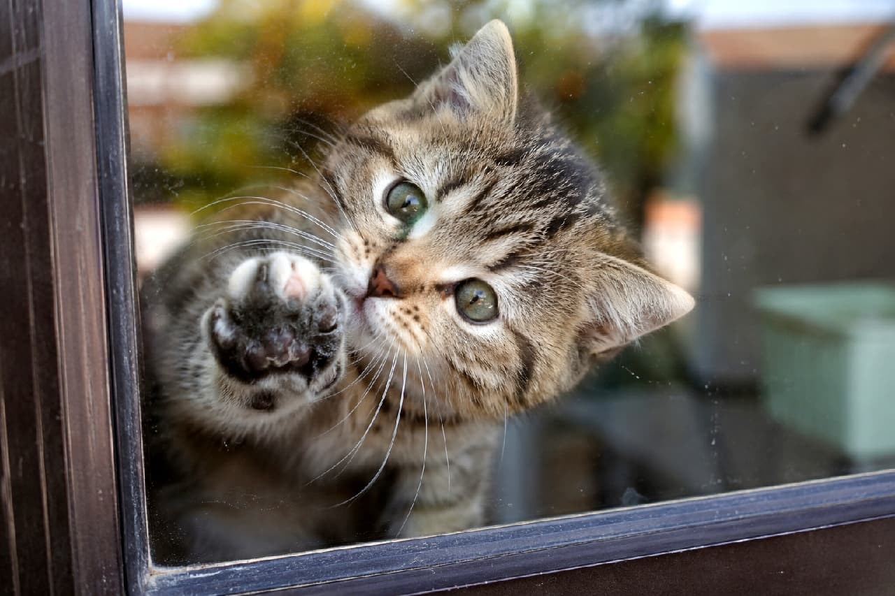 「「ねえねえ、あそぼうニャ！🐾」窓ガラスに肉球とほっぺをペタッ💕無邪気なお顔に胸キュンが止まらないニャ〜✨ #子猫 #キジトラ #猫のいる暮らし」An ultra-realistic high-quality photograph taken from outside a window showing a brown tabby kitten playfully pressing its front paw against the glass. The image captures its head in a three-quarter view with its fluffy cheek slightly flattened against the pane, prominently featuring its dark toe beans and expressive olive-green eyes under soft natural lighting with a gently blurred background. 窓ガラスの外側から撮影された、ガラスに右前足を押し当てて遊ぶキジトラ（ブラウンタビー短毛種、推測）の愛らしい子猫。首を少し斜めに傾けた3/4アングルの頭部、ガラスにプレスされてキュッと平らになった丸い頬、くっきりと見える黒っぽい肉球、そして澄んだオリーブグリーンの大きな瞳が印象的です。落ち着いたダークブラウンの窓枠と背景の柔らかくぼけた屋外の緑が、子猫の無邪気で立体的な表情をより引き立てています