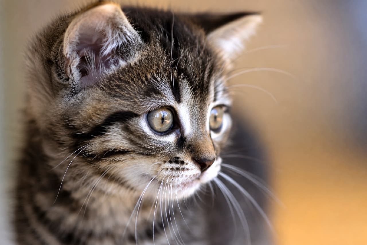 「横顔の美しさにうっとり…✨何を見つめているのかな？🐈💚 #キジトラ #猫のポートレート」Ultra-realistic high-quality close-up portrait photograph of a tabby kitten with a serious expression looking to the right, meticulously showcasing detailed whiskers, forehead M-mark, and beautiful olive-yellow eyes against a smooth bokeh background. 画面の右側を真剣に見つめるキジトラ子猫のクローズアップポートレート。額の美しいM字模様や一本一本のヒゲの質感、光を反射して透き通るようなオリーブイエローの瞳が鮮明に捉えられた、非常に高画質で芸術的な写真