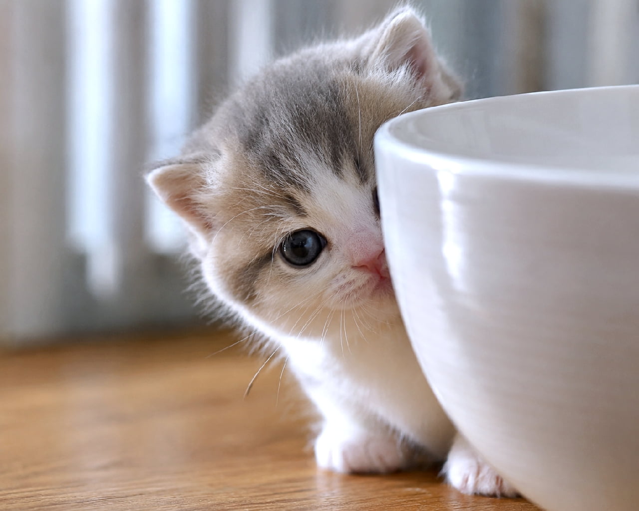「「ごはんまだにゃ？」お皿の横でスタンバイする姿が愛おしすぎる🥺💕 #ハチワレ #猫のごはん」Ultra-realistic high-quality photograph of a pale grey and white bicolor kitten tilting its head and playfully peeking around a large white bowl on a wooden floor, bathed in soft, natural lighting. 木の床に置かれた大きな白いボウルの陰から、首を傾げて様子を伺う淡いグレーと白のハチワレ風（バイカラー）の子猫。透明感のある澄んだ瞳とピンクの小さな鼻、柔らかな自然光に包まれた滑らかな毛並みが美しい高画質写真