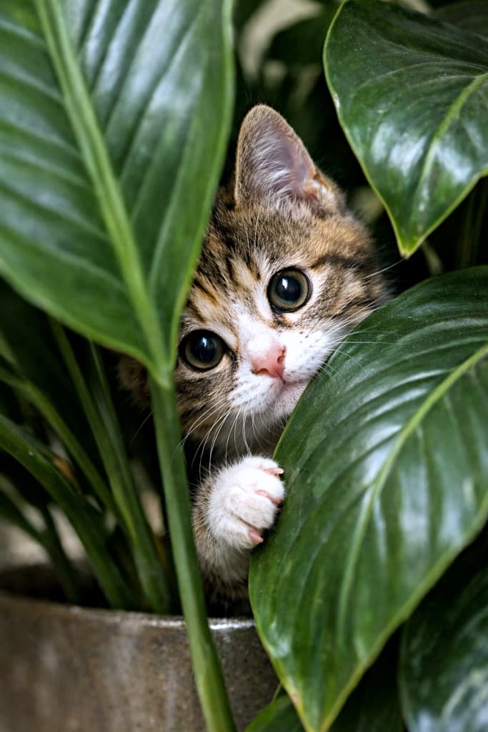 A realistic high-resolution photo of a kitten peeking out from behind large green houseplant leaves in a three-quarter view, showing its round face and one paw as it curiously looks forward. 大きな観葉植物の葉の陰から顔と片方の前足だけをのぞかせる子猫を、3/4アングルで捉えた高解像度のリアルな写真