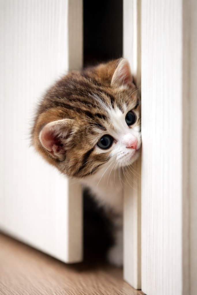 A high-resolution vertical photo of a kitten poking its head sideways through a slightly open door, showing its profile and the round back of its head. 少し開いたドアの隙間から、頭を横にして覗き込む子猫。横顔と丸い後頭部が同時に写った高解像度の縦写真