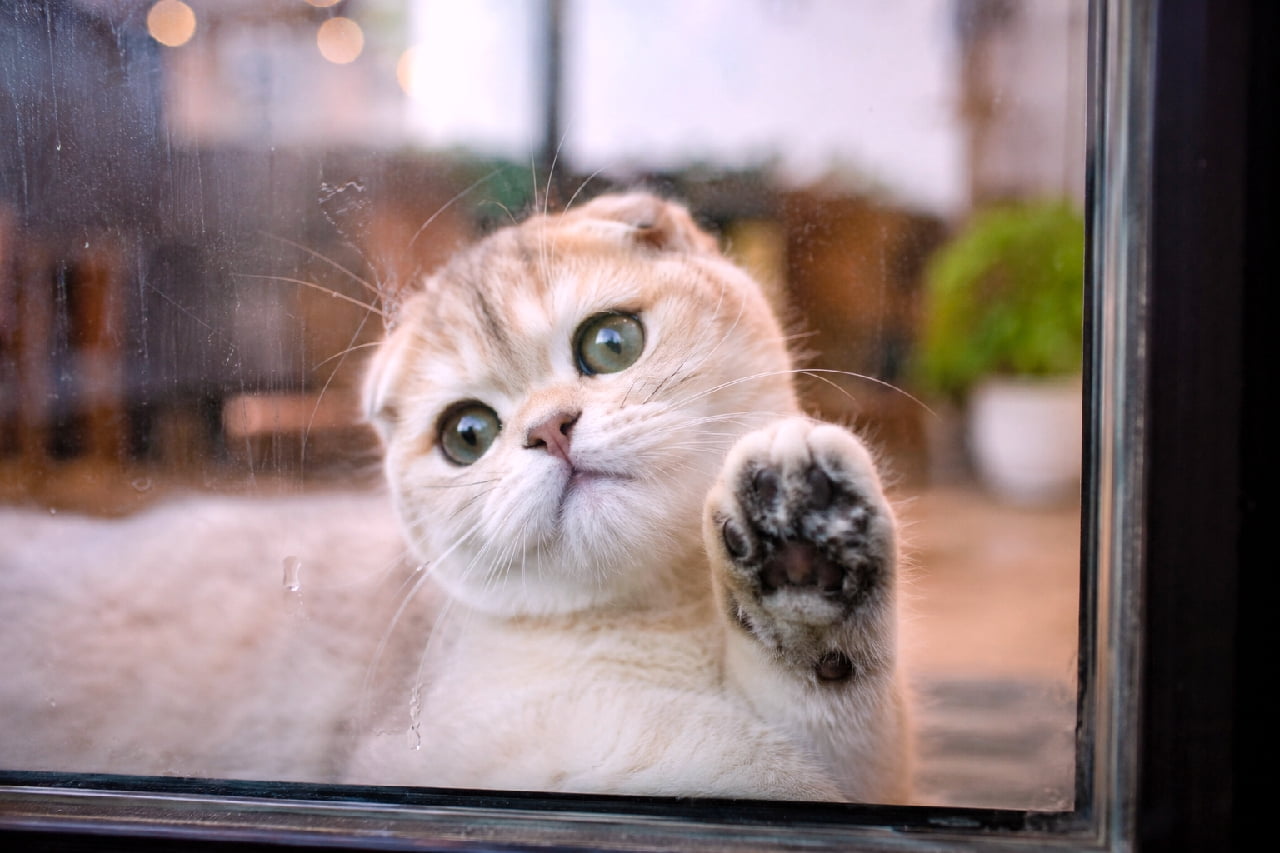 「「あけてにゃ？」ガラス越しのぷにぷに肉球と上目遣いにキュン死確定です😍🐾 #猫のいる暮らし #スコティッシュフォールド」Ultra-realistic high-quality photograph of a cream tabby Scottish Fold kitten looking up through a glass window, pressing its cute paw against the glass, with condensation details and a warm blurred cafe background. カフェのような温かい光のボケを背景に、ガラス越しにこちらを見つめるクリーム色のトラ柄スコティッシュフォールドの子猫。折れ耳と大きなオリーブグリーンの瞳、ガラスにペタッと押し付けられた可愛らしい肉球と水滴のリアルな質感が詳細に描写された、情景豊かな高画質な写真