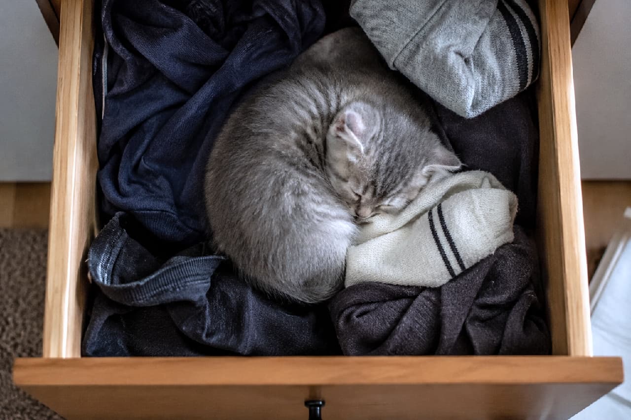 「秘密のベッドルームを発見！🛌💤 ご主人のお洋服の上が一番落ち着くんだよね🐈🌙 #ニャンモナイト #サバトラ」Ultra-realistic high-quality top-down photograph of a silver tabby kitten curled up like a circle, sleeping peacefully on folded navy and grey clothes inside an open wooden drawer. 開いた木製の引き出しの中、綺麗に畳まれたネイビーやグレーの衣類の上にすっぽりと収まって丸まって眠るサバトラ（シルバータビー）の子猫。ニャンモナイトのように丸まった安心しきった寝顔が、俯瞰（トップダウン）から捉えられた高画質写真