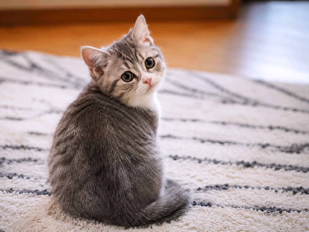「「ねぇ、呼んだ？🐾」反則級のふり返りポーズに全人類が悶絶…！この可愛さ、シェアせずにはいられない描写🐈✨」An ultra-realistic high-quality photograph of a round-faced silver tabby and white kitten with big, expressive eyes, sitting on a modern patterned shag rug and looking back over its shoulder, with a softly blurred wooden floor in the background. モノトーンの幾何学模様が入った白いシャギーラグの上で、ちょこんと座りながら愛らしく後ろを振り返るブリティッシュショートヘア風のシルバータビー＆ホワイトの子猫。丸いお顔にクリクリとした大きな瞳、ピンクの鼻が特徴的で、背景の木製フローリングが優しくぼけています
