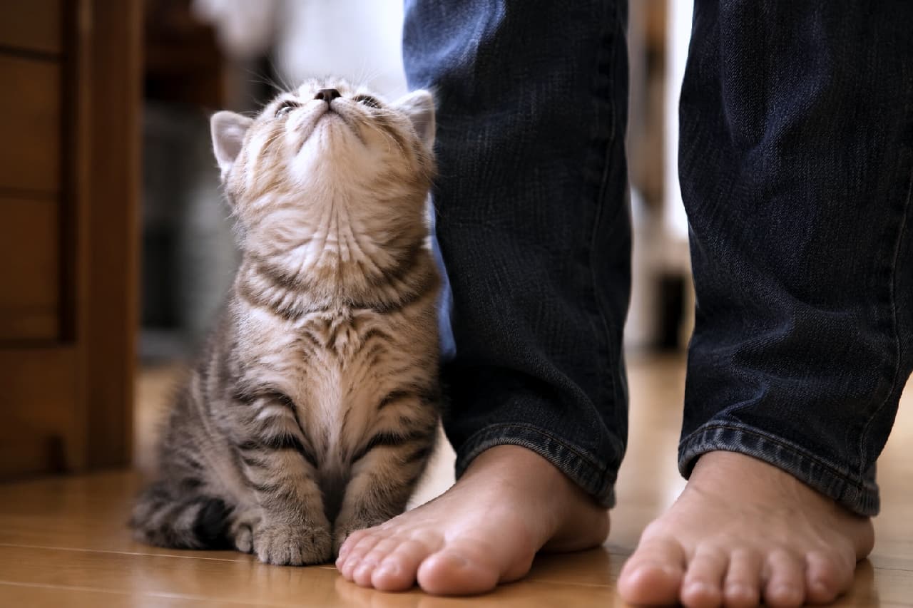 「飼い主さんしか見えてない🥺💕 足元にピッタリ寄り添う甘えん坊さん🐈👣 #猫と暮らす #甘えん坊猫」Ultra-realistic high-quality photograph of a tiny tabby kitten sitting right next to its owner's bare feet wearing denim jeans, looking straight up with a highly trusting expression on a wooden floor. デニムを履いた飼い主の素足のすぐ横にちょこんと座り、真上をじっと見上げるキジトラの子猫。人間とのサイズ感の対比や、子猫の信頼しきった表情、温かみのあるフローリングが日常の強い絆を感じさせる高画質写真