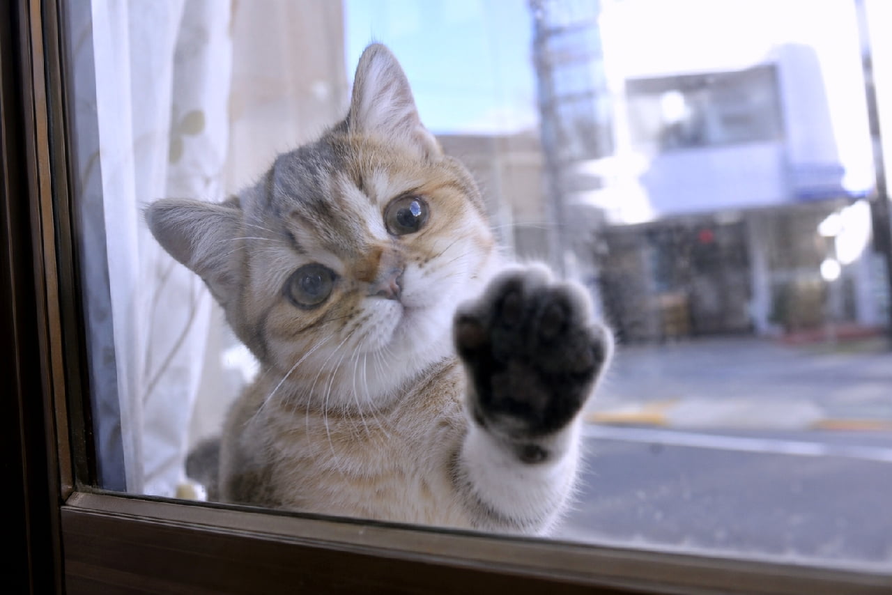 「お外が気になるのかな？🥺窓越しのハイタッチに癒される午後☀️🐈 #キジ白 #子猫のいる生活」Ultra-realistic high-quality photograph of an adorable tabby and white kitten tilting its head and touching the window glass with its paw, featuring a fluffy white chest, white curtains, and a softly blurred cityscape in the background. 白いカーテンの揺れる明るい窓辺で、ガラスに右前足をコテンと乗せて首を傾げるキジ白の子猫。真ん丸のダークブラウンの瞳でこちらを見つめる愛らしい表情と、フワフワの白い胸毛、背景にぼやけて写る日中の街並みが美しい高画質な写真