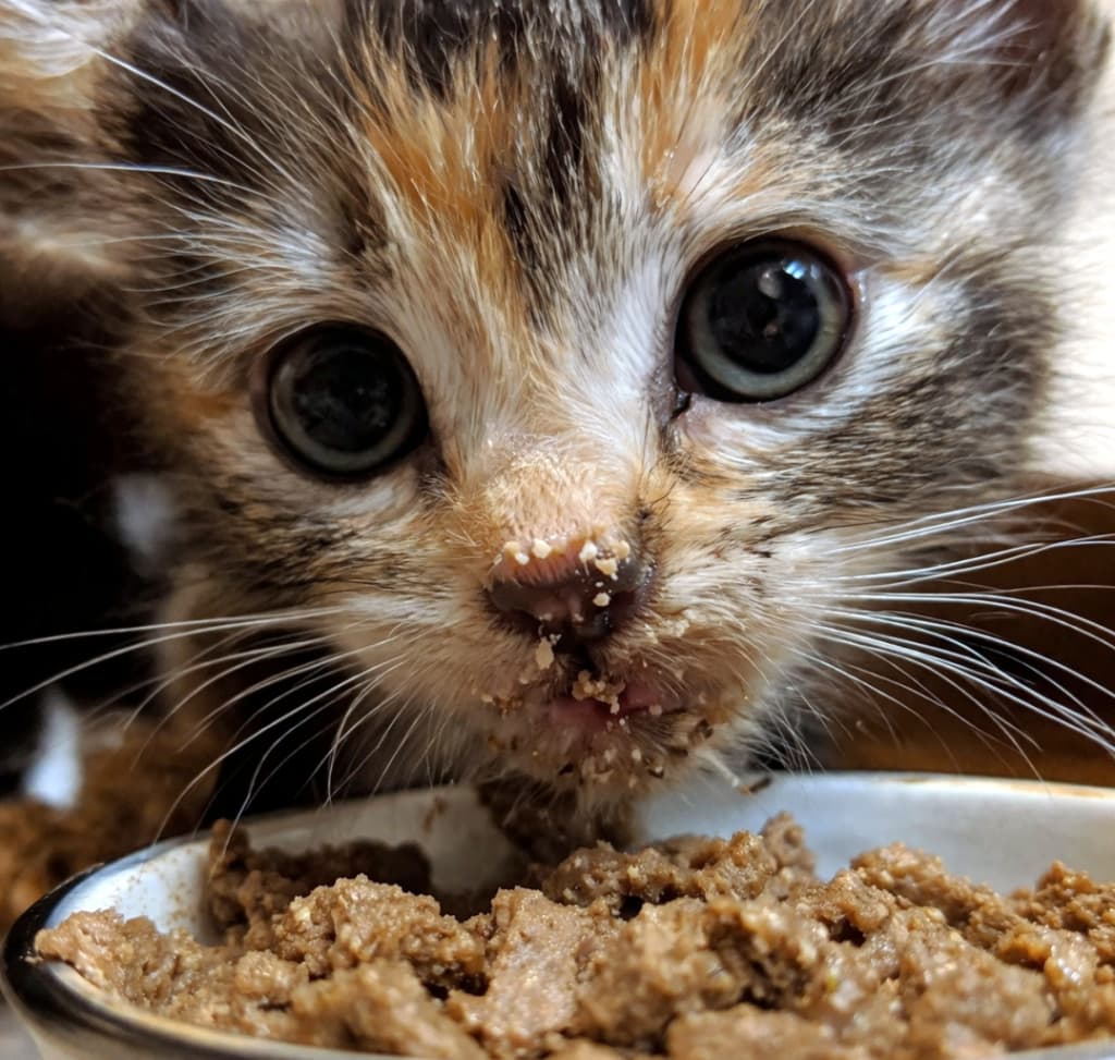 「ご飯の証拠が顔中にべったり！😂泥棒ひげみたいなお顔で見つめられたら、もうメロメロになっちゃうこと間違いなし🍼💓」Extreme close-up of a fluffy tabby kitten looking directly at the camera with large round eyes, its nose and mouth completely covered in wet food crumbs. 大きく丸い目でまっすぐカメラを見つめるふわふわな子猫の超どアップ。鼻先や口の周りはウェットフードの食べかすで泥棒ひげのようになってい