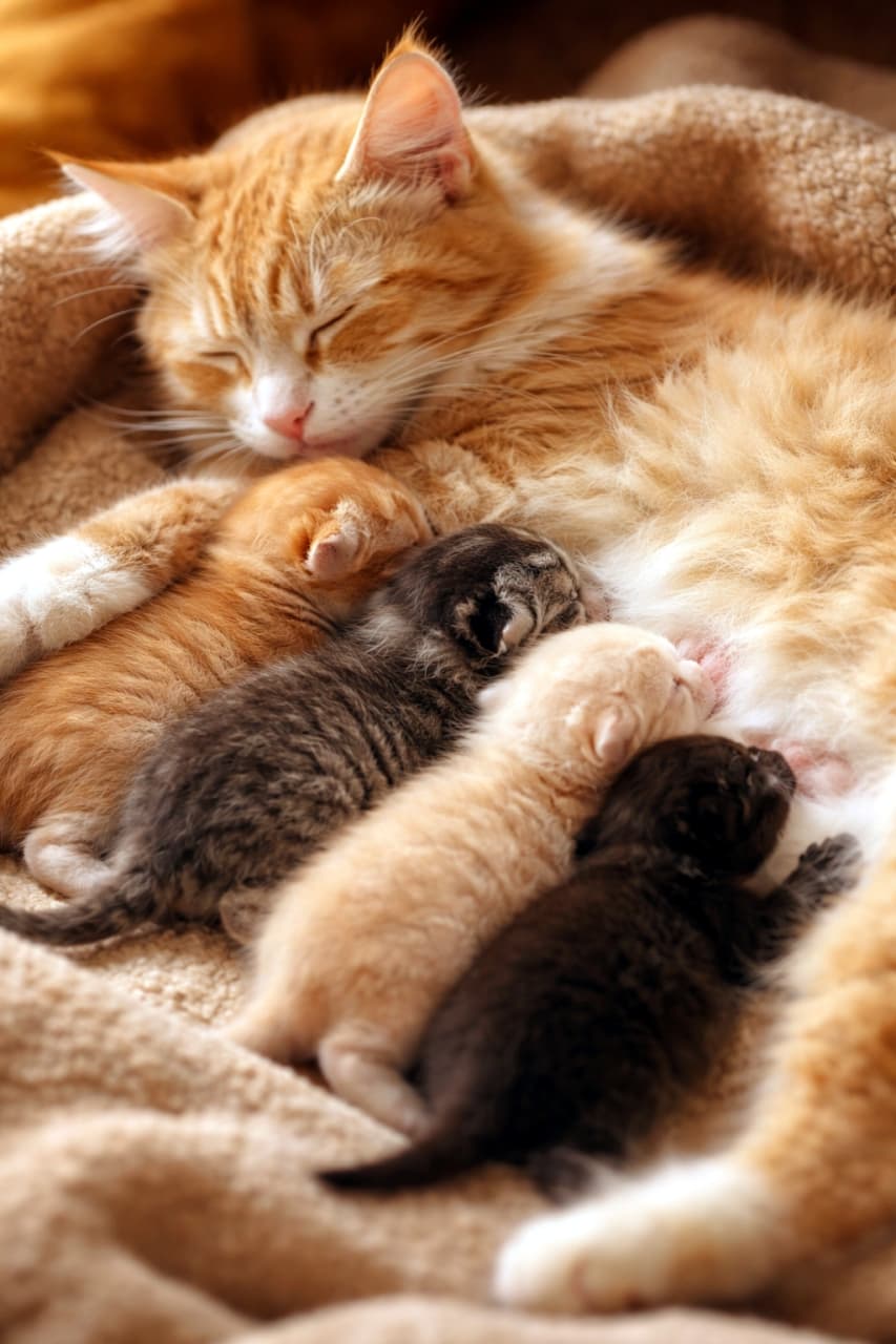 「ママのぬくもりに包まれて、みんなで仲良くお昼寝＆ミルクタイム🍼💤 ふわふわの毛布でとっても気持ちよさそう🐱💖」A peaceful scene of an orange mother cat sleeping soundly while nursing her four newborn kittens on a cozy, fluffy brown blanket. ふわふわの茶色い毛布の上で、ぐっすりと眠る茶トラの母猫と、寄り添って母乳を飲む4匹の小さな子猫たちの心温まる風景