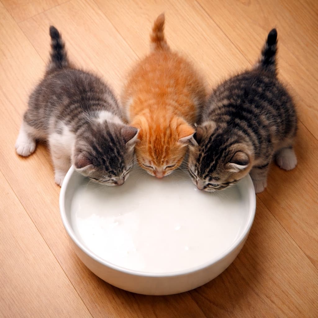 「みんなで一緒にいただきまーす！🥣🐈 大きなボウルに3匹並んだまぁるい後ろ姿が、お行儀よくて可愛すぎるよ〜🥰」A top-down view of three tiny kittens—one white and tabby, one orange, and one tabby—lined up side-by-side drinking milk from a large white bowl on a wooden floor. フローリングの床に置かれた大きくて白いボウルを囲み、三匹の子猫（白キジ、茶トラ、キジトラ）が並んで仲良くミルクを飲んでいる俯瞰写真