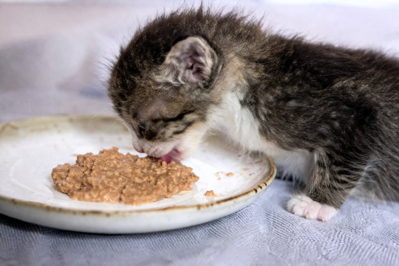 「小さな体で一生懸命もぐもぐ🍽️✨横顔のシルエットもフワフワの毛並みも、天使みたいに可愛いちびっ子ニャンコです👼🐾」Side profile of a very small tabby and white kitten eating wet food from a flat rustic white plate resting on a grey textured cloth. グレーの布の上に置かれた平らで素朴な白いお皿から、小さな舌を出してウェットフードを食べている、とても小柄なキジ白の子猫の横顔