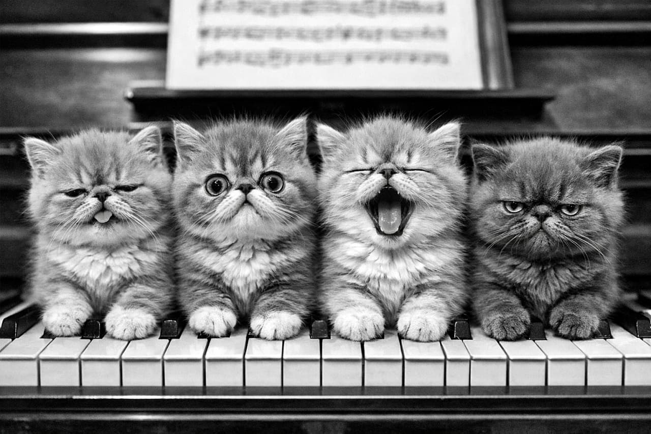 「音楽性ゼロでも表情はプロ級🎹ピアノの上で即席・子猫コンサート開演！」Four 10-week-old Exotic Shorthair kittens with flat faces sitting side by side on a piano keyboard, black and white, each with a funny expression ピアノの鍵盤に並んで座る、つぶれた顔が可愛い生後10週のエキゾチックショートヘアの子猫4匹のモノクロ写真
