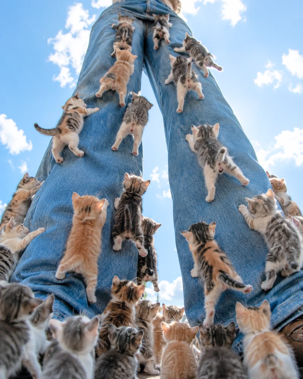 「目指すは頂上!青空に向かってジーンズを一生懸命クライミングする、わんぱくな子猫たちにエールを📣✨」Ultra-realistic high-quality photograph shot from a low angle against a beautiful blue sky with white clouds, showing countless Munchkin kittens climbing up a person's denim jeans. The energetic orange, tabby, and calico kittens look like tiny rock climbers scaling the pants. Bright natural sunlight illuminates the soft fur textures and denim fabric details. 美しい青空と白い雲を背景に、デニムジーンズの脚を大胆によじ登る無数のマンチカン子猫たちを真下から見上げるダイナミックなローアングル高画質写真。茶トラ、キジトラ、三毛、サバトラなどの小さな子猫たちが、まるで岩壁を登るようにジーンズにしがみつき、愛らしいお尻を向けながら上を目指しています。明るい自然光が遮るものなく降り注ぎ、子猫たちの柔らかな毛並みを鮮明に描き出しています