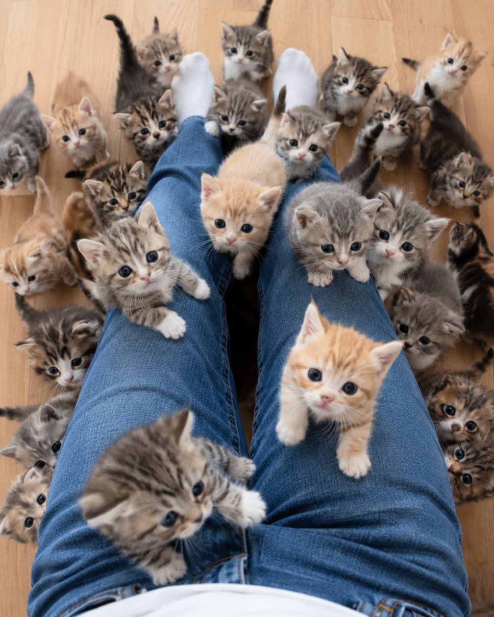「まさに猫まみれパラダイス!足元を見たらこの景色…もう一歩も動けなくなっちゃうニャ〜😂❤️」Ultra-realistic high-quality photograph taken from a top-down angle, showing a sea of adorable kittens of various colors swarming around a person's legs in blue jeans. ジーンズを履いた人の両足の周りに、茶トラ、キジトラ、サバトラ、グレーなど、20匹近い様々な毛色をした小さな子猫たちが一斉に集まり、見上げるようにこちらを見つめています。真上からのハイアングルで撮影されており、子猫たちの無垢な瞳が一斉にカメラを捉えている圧巻の写真