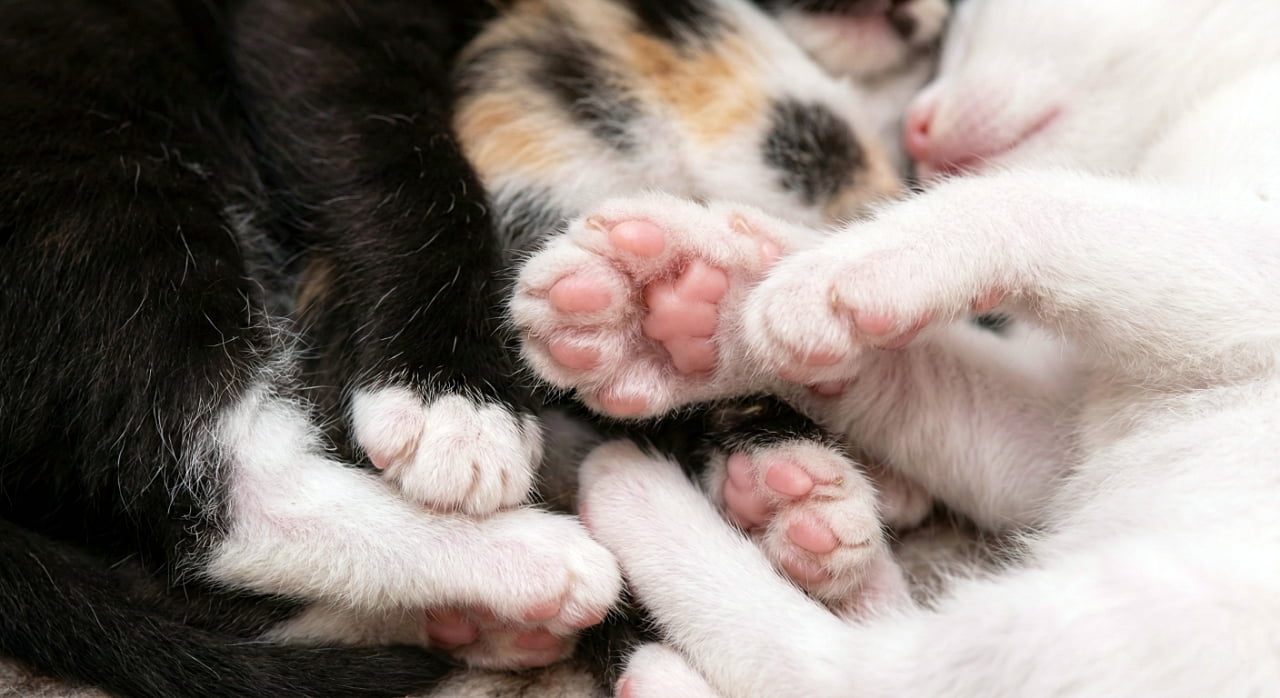 「ピンクの肉球祭り開催中🐾 プニプニの「豆」がぎゅっと集まって、破壊力抜群の癒やし…💕」Macro close-up of a pile of mixed breed kitten paws (black, white, and spotted) intertwined, focusing purely on their soft, bright pink toe beans. 黒、白、三毛などのミックス子猫たちの手足が重なり合い、その柔らかいピンク色の肉球（足の裏）だけに焦点を合わせた、質感の伝わるマクロ写真