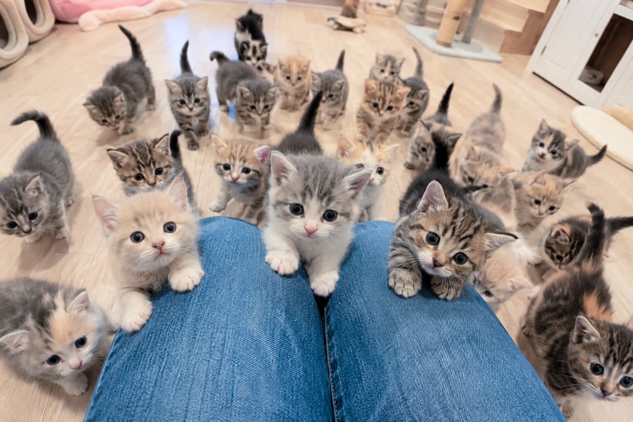 「ジーンズの上が特等席!「ねえねえ遊んで!」と一斉に身を乗り出してくる子猫たちに完全ノックアウトです…🤤」Ultra-realistic high-quality photograph from a first-person POV looking down at numerous Munchkin kittens on a wooden floor. Three central kittens—a grey-and-white bicolor, an orange tabby, and a brown tabby—are leaning eagerly against the person's denim-clad knees, looking up with curious eyes. The warm room is filled with more playful kittens stretching into the background. 人間の視点(主観)から見下ろすように、デニムを穿いた膝のすぐ前に身を乗り出す3匹のマンチカン子猫と、床一面に広がるたくさんの子猫たちを捉えた超リアルな写真。中央にはグレーと白のハチワレ、左右には茶トラとキジトラの子猫がジーンズに前足をかけて愛らしくこちらを見つめています。背景の明るいフローリングの部屋にはさらに多くのキジトラやシャム風の子猫たちが佇み、賑やかな情景を作り出しています