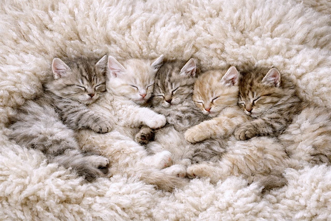 「もふもふ×もふもふ。ラグに溶け込むサイベリアン子猫たちの静かで平和なお昼寝タイム🐾」Five 8-week-old Siberian kittens sleeping close together on a fluffy sheepskin rug, their soft silver and cream fur blending into the neutral-toned background. ふわふわのシープスキンラグの上で、淡い毛色がなじむように寄り添って眠る、生後8週のサイベリアン子猫5匹