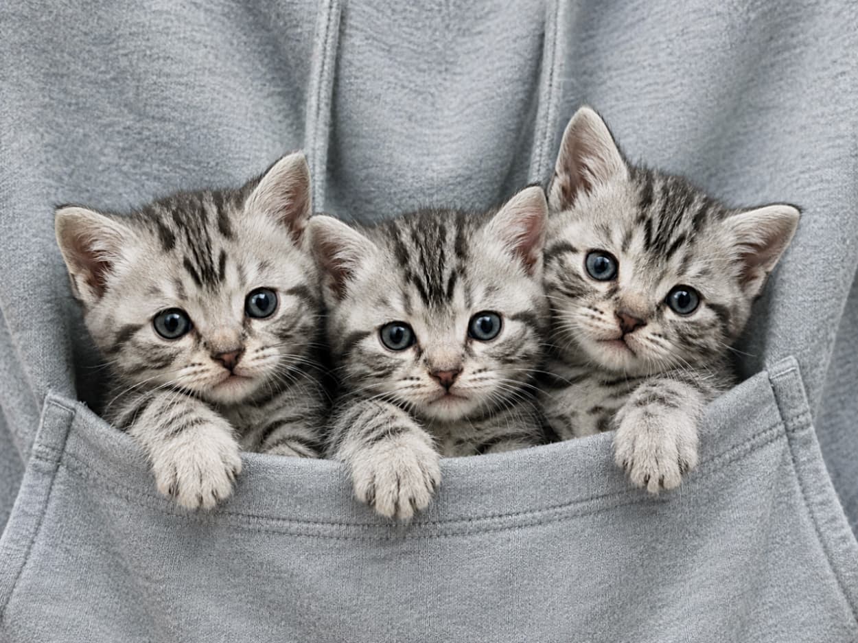 「ポケットの中はぽっかぽか🐾 いつでも一緒に連れて行きたくなるアメショの3つ子ちゃんたち🐱🐱🐱」Ultra-realistic high-quality photograph of three American Shorthair kittens peeking out from the front pocket of a grey hoodie. The kittens feature beautiful silver tabby coats and large, curious round eyes. Their tiny fluffy paws resting on the pocket edge and the soft texture of the fabric are captured in incredible detail. グレーのパーカーのフロントポケットから顔を出す、3匹のアメリカンショートヘアの子猫たち。特徴的なシルバータビー(銀色に黒の縞模様)の美しい被毛と、好奇心旺盛にこちらを見つめるまん丸の大きな瞳が愛らしい一枚です。ポケットの縁にちょこんと乗せられた小さな前足のモフモフとした質感や、パーカーの柔らかな布のディテールまでリアルに描写されています