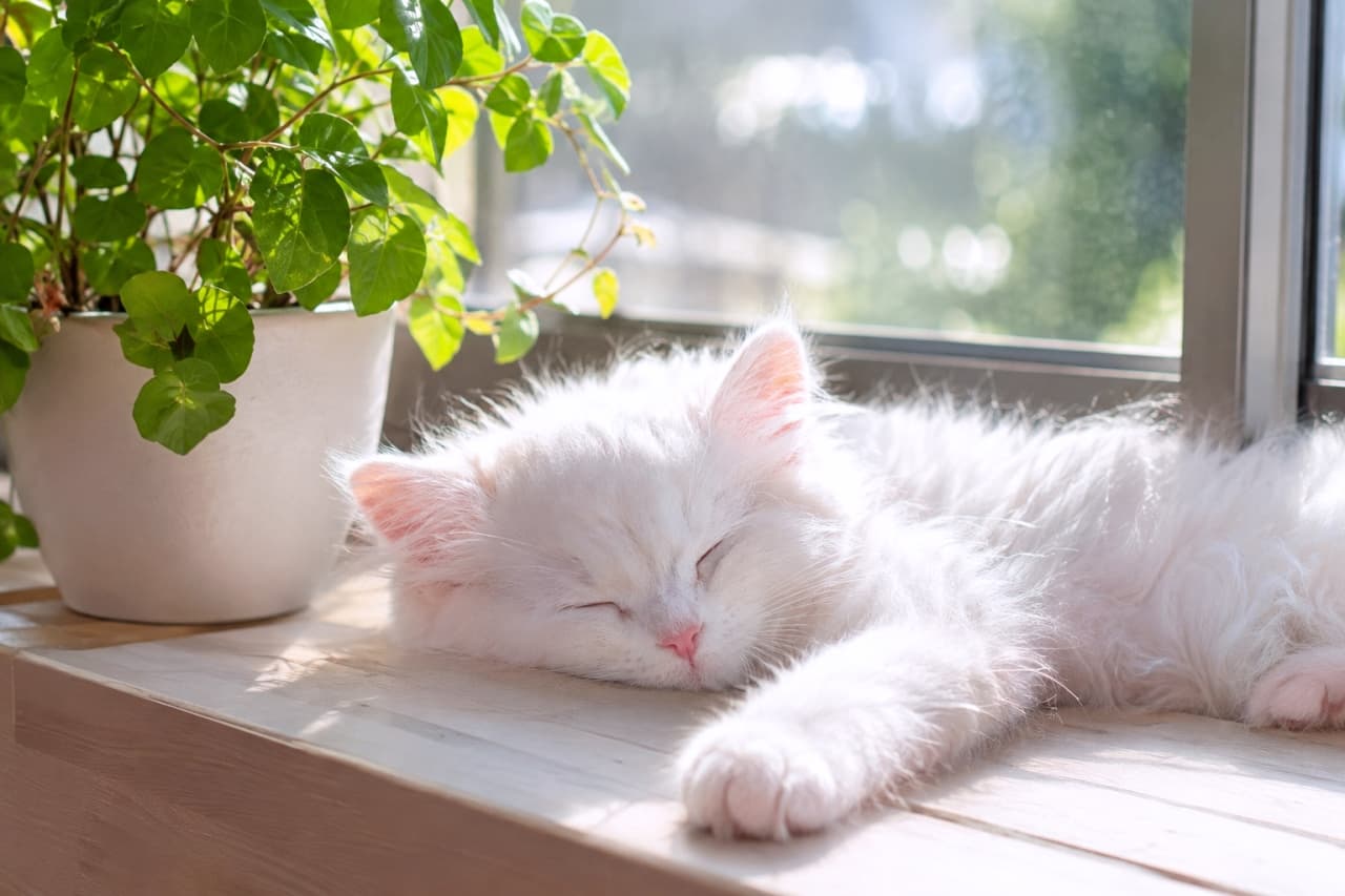 「ぽかぽかの窓辺で植物と一緒にひなたぼっこ🌱 ふわふわの白い毛並みが光に透けて天使のようですね👼✨ #白猫 #ひなたぼっこ #子猫」Ultra-realistic high-quality photograph of a long-haired white kitten sleeping peacefully on a wooden windowsill next to a vibrant green potted plant. The bright natural backlight illuminates its fluffy pristine white coat, creating a heavenly, ethereal atmosphere. 眩い自然光が差し込む窓辺の木製棚で、生き生きとした緑の観葉植物の鉢植えの傍らで眠る長毛種の白い子猫。逆光気味の光が純白の長い被毛の輪郭を神々しく輝かせ、ピンク色のお鼻とピンと伸びた前足の質感を際立たせる、絵画のように美しい超高画質写真