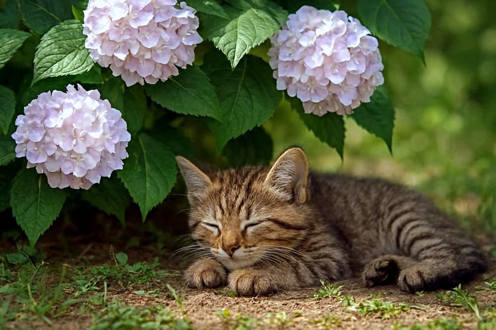 「咲き誇るあじさいの下で…キジトラねこ、そよ風まどろみタイム」Photorealistic brown tabby kitten sleeping peacefully under a blooming hydrangea bush outdoors, surrounded by natural light and soft soil. フォトリアルな茶色のキジトラ子猫が、満開のあじさいの茂みの下で穏やかに眠っている。屋外の自然光に包まれ、柔らかな土の上でくつろいでいる