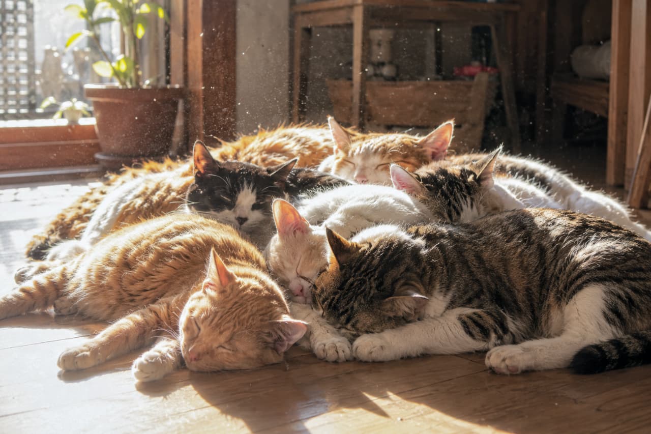 「ぽかぽか陽だまりの中で、みんなで猫団子になってお昼寝中☀️極上のぬくもりが画面越しに伝わるね🐾✨ #猫のいる暮らし #陽だまり猫 #猫団子 #多頭飼い」An ultra-realistic high-quality photograph of multiple adult cats huddled together and sleeping on a wooden floor, bathed in warm, bright sunlight streaming from a window. Features ginger and tabby-and-white cats in the foreground, with floating dust motes illuminated by the light rays creating a cozy atmosphere. 木の温もりのあるフローリングの上で、窓から差し込む暖かな陽光を浴びながら群れて眠る複数の成猫たち。手前には茶トラやキジ白の猫が丸くなっており、光の中にきらめく埃の粒子がノスタルジックで幻想的な雰囲気を醸し出す、超高画質でリアルな室内写真