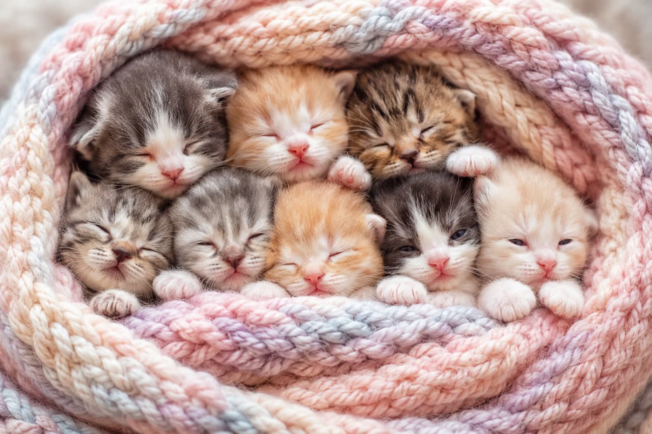「ニットのドーナツから溢れ出る、生まれたてホヤホヤの赤ちゃん猫たち…!🍼この世のすべての癒やしがここに詰まってます😭💕 #新生児猫 #尊すぎる #生まれたて」An ultra-realistic high-quality photograph of eight extremely tiny, newborn-like kittens nestled tightly inside a circularly swaddled pink and purple gradient knitted blanket. The kittens, with closed eyes, showcase sweet tiny faces and miniature paws in various colors like ginger, tabby, and tuxedo. 円状に巻かれたピンクやパープルのグラデーションのニット毛布の中に、ぎゅっと寄り揃って収まる非常に小さな8匹の新生児期・乳児期の子猫たち。目を閉じて並ぶ茶トラ、キジトラ、ハチワレなどの愛らしい小さな顔と小さな前足が覗く、超高画質でリアルな写真