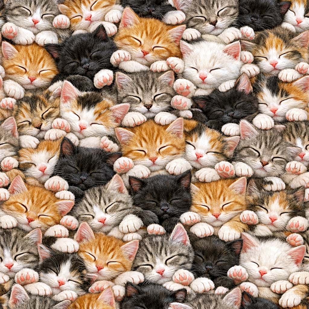 「圧巻の猫密度！茶トラも黒猫もぎゅうぎゅう詰め。肉球もプニプニ、夢の「猫壁」が完成ニャ🐾🧱」A hyper-realistic, wall-to-wall texture of sleeping kittens snuggled tightly together. Orange, black, white, and tabby kittens form a dense pile, with many pink paw pads visible among the fluffy fur. 画面の端から端までぎっしりと敷き詰められた、眠る子猫たちの超リアルなパターン。茶トラ、黒猫、白猫などが密着し、ピンクの肉球もたくさん見える、圧倒的密度の「猫の壁」