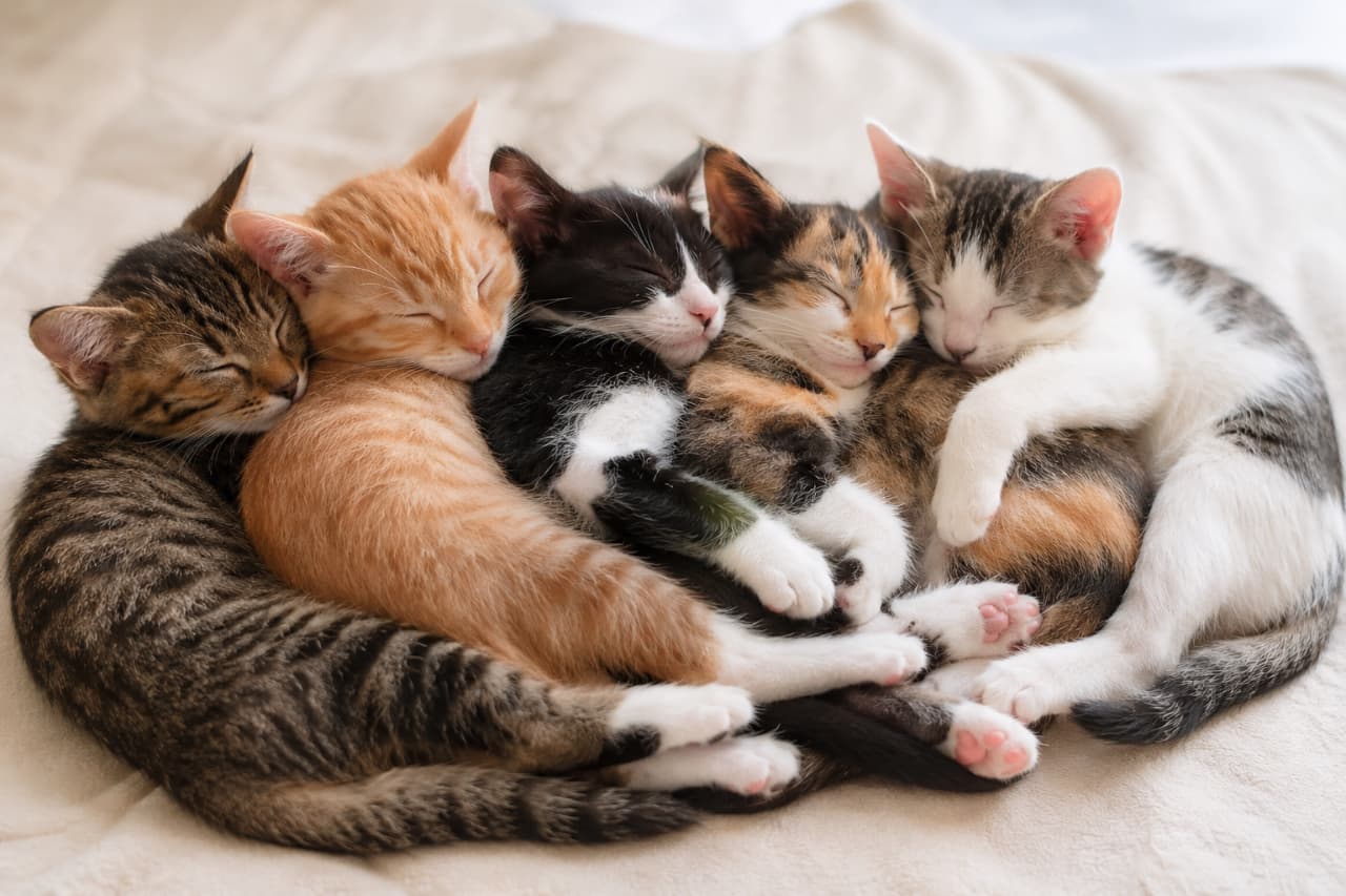「ぎゅっと寄り添って眠る子猫たちのグラデーションがたまらない!優しく包み込むようなぬくもりに癒やされてね🥰カワイイの渋滞…! #子猫のぬくもり #猫のいる幸せ #猫好きさんと繋がりたい #子猫パラダイス #多頭飼い」An ultra-realistic high-quality photograph of five unique kittens curled up and sleeping side-by-side in a cozy row on a beige blanket. The group includes brown tabby, ginger, tuxedo, calico, and tabby-and-white kittens, showing soft fur textures and tiny pink paw pads. ベージュのシーツの上で、互いに寄り添い、美しいカーブを描くようにして眠る5匹の個性豊かな子猫たち。キジトラ、茶トラ、黒白ハチワレ、三毛、キジ白の毛並みが柔らかく、ピンクの小さな肉球がチラリと見える、超高画質でリアルな写真
