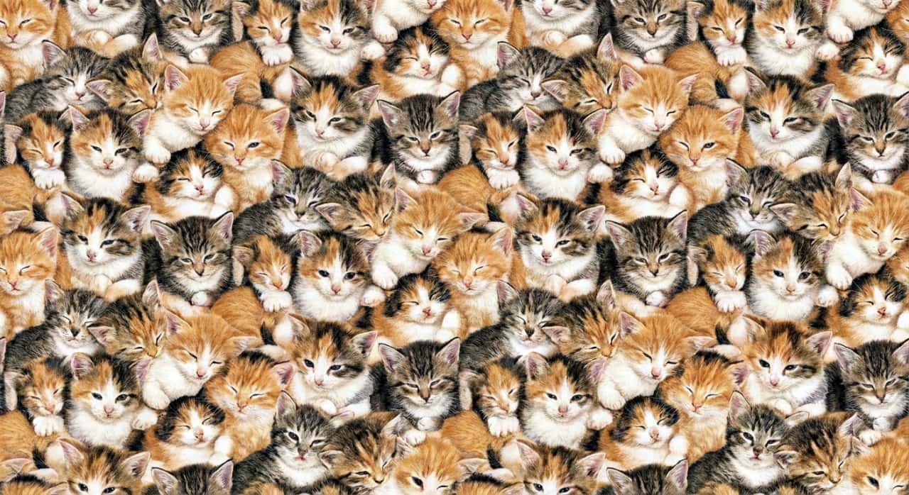 「猫、猫、猫！🐱 どこを見ても可愛いお顔だらけ。ずっと見ていたくなる、幸せの無限ループ柄✨」An endless, seamless pattern of kitten faces covering the entire frame. A repeating texture of calico, orange tabby, and grey tabby kittens looking in various directions, creating a soft, wallpaper-style design. 画面全体を埋め尽くす、子猫の顔のシームレスなパターン画像。三毛、茶トラ、キジトラなどが淡い色合いで敷き詰められた、壁紙やテキスタイルのような優しいデザイン