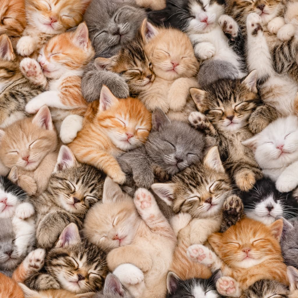 「ここはもふもふの桃源郷…?天国級に可愛い子猫たちの寝顔で画面を埋め尽くしちゃいました💖」Ultra-realistic high-quality photograph featuring an all-over patterned texture of countless sleeping kittens. The frame is filled edge-to-edge with kittens of various colors—ginger, tabby, tuxedo, and gray—showing their cute pink paws and peaceful closed eyes. 画面の隅々までぎっしりと敷き詰められた、無数の眠っている子猫たちのクローズアップ写真。茶トラ、キジトラ、サバトラ、白黒ハチワレ、グレー、白猫など、多様な毛色の子猫たちがピンクの肉球を覗かせたり、お互いに顔を寄せ合って幸せそうに目を閉じており、圧倒的な密度感があります