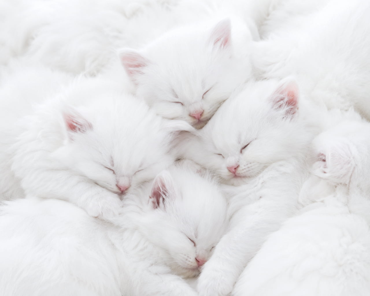 「ここは天国ですか…?👼☁️ 真っ白なマシュマロみたいな子猫たちがギュッとくっついてスヤスヤ💤 見てるだけで心が浄化されていく〜✨ #白猫 #子猫の寝顔 #癒し」Ultra-realistic high-quality close-up photograph of a pile of fluffy white long-haired kittens, resembling Persians, sleeping peacefully on a soft white blanket. Shot in high-key lighting, blending their pure white fur with delicate pink noses and ears, creating a warm, angelic, and dreamy atmosphere. 真っ白でふわふわとした毛布の上に重なり合うように身を寄せて眠る、ペルシャ猫のような長毛種の白い子猫たちのクローズアップ写真。被毛の白さと柔らかなピンク色の鼻と耳が溶け合うようなハイキー(明るめ)の露出で撮影されており、平和で夢のような温かい雰囲気を醸し出している