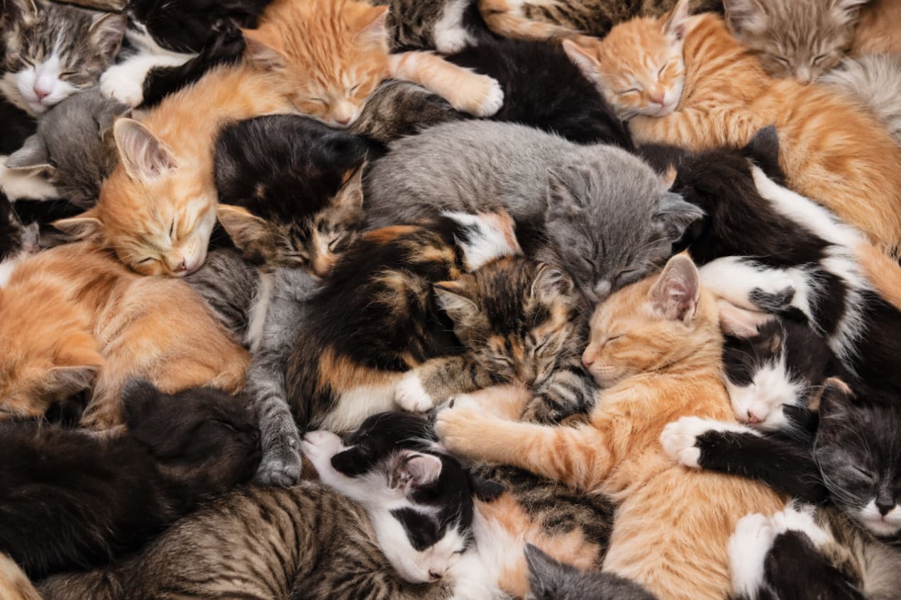 「画面いっぱいの破壊力…!モフモフな子猫たちの幸せすぎる大渋滞に癒やされていかない?神すぎる寝顔🐈」Ultra-realistic high-quality photograph from an overhead view showing a dense, cozy pile of sleeping domestic kittens with various fur patterns including tabby, ginger, calico, and grey, highlighting their soft textures and peaceful expressions in a warm atmosphere. 画面いっぱいに密集して眠る、さまざまな毛色(茶トラ、キジトラ、サバトラ、白黒ハチワレ、グレー)の愛らしい子猫たちの高画質な俯瞰写真。お互いに体を寄せ合い、柔らかな被毛の質感や小さな耳、幸せそうに閉じた目がリアルに描写されており、温もりと幸福感に満ちた情景