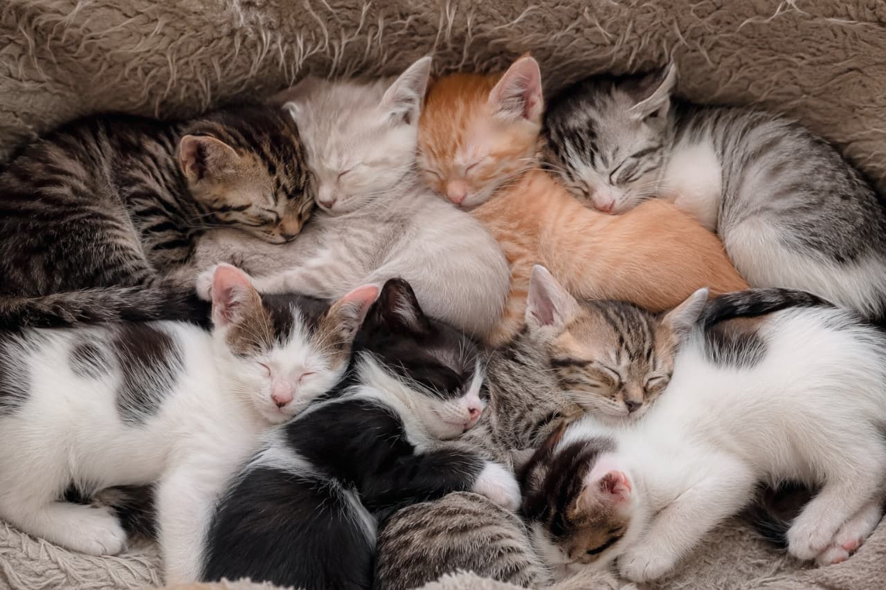 「ぴったりフィット!🐾子猫のパズル、完成でーす🧩見ているだけでポカポカしてくるね☕ #ねこのきもち #おひるね #猫ベッド」Ultra-realistic high-quality photograph of kittens with various coat patterns, including brown tabby and white, tuxedo, ginger, silver tabby, and cream, sleeping tightly packed together like a jigsaw puzzle in a soft, long-pile beige pet bed. Their innocent and relaxed expressions are deeply impressive. 柔らかで毛足の長いベージュのペット用ベッドの中で、キジ白、ハチワレ、茶トラ、サバトラ、クリーム色の子猫たちが、まるでジグソーパズルのように隙間なくぴったりと体を密着させて眠っている高画質な写真。無邪気でリラックスした表情が印象的