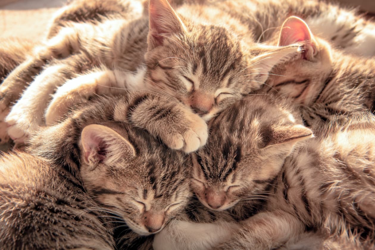 「みんなでくっつくと、もっと温かいにゃ…大好きなきょうだいと「猫団子」になってスヤスヤ夢の中💤 #猫団子 #キジトラ #猫好きさんと繋がりたい #子猫パラダイス #多頭飼い」Ultra-realistic high-quality photograph of a close-up cluster of small tabby kittens huddling together for a nap. Their soft brown and black striped fur is illuminated by a warm, golden sunlight, capturing their peaceful closed eyes and tiny paws piled gently on top of one another. お互いに体をぎゅっと寄せ合い、重なり合うようにして眠る複数匹のキジトラの短毛種の子猫たち。美しいブラウンと黒のタビー模様の被毛に、夕日のような温かい黄金色の光が差し込んでおり、すやすやと目を閉じた幸せそうな表情と、重なった小さな前足が印象的なクローズアップ写真
