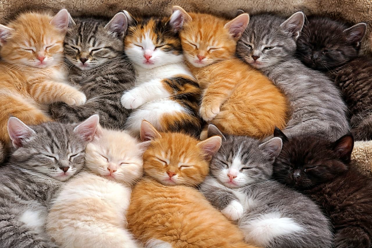 「ぴったり密着、幸せ二段重ね。お腹を枕に夢の世界へ沈む、究極の猫団子タイム」Two rows of sleeping kittens snuggled closely together, using each other as pillows, resting peacefully with gentle breathing. 2列に並んだ子猫たちが互いを枕にしながら寄り添い、穏やかな寝息を立てて眠っている様子
