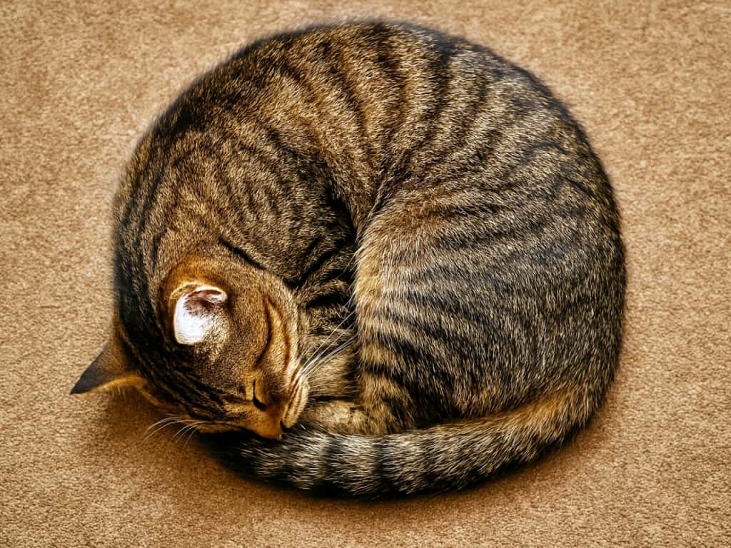 Top-down view of a sleeping tabby cat curled into a perfect circle on a warm-toned carpet, with closed eyes, tucked paws, and visible striped fur. 暖色系のカーペットの上で丸くなって眠るキジトラ猫を真上から見た構図。目を閉じ、前足を体にしまい込み、縞模様の毛並みがはっきり見える