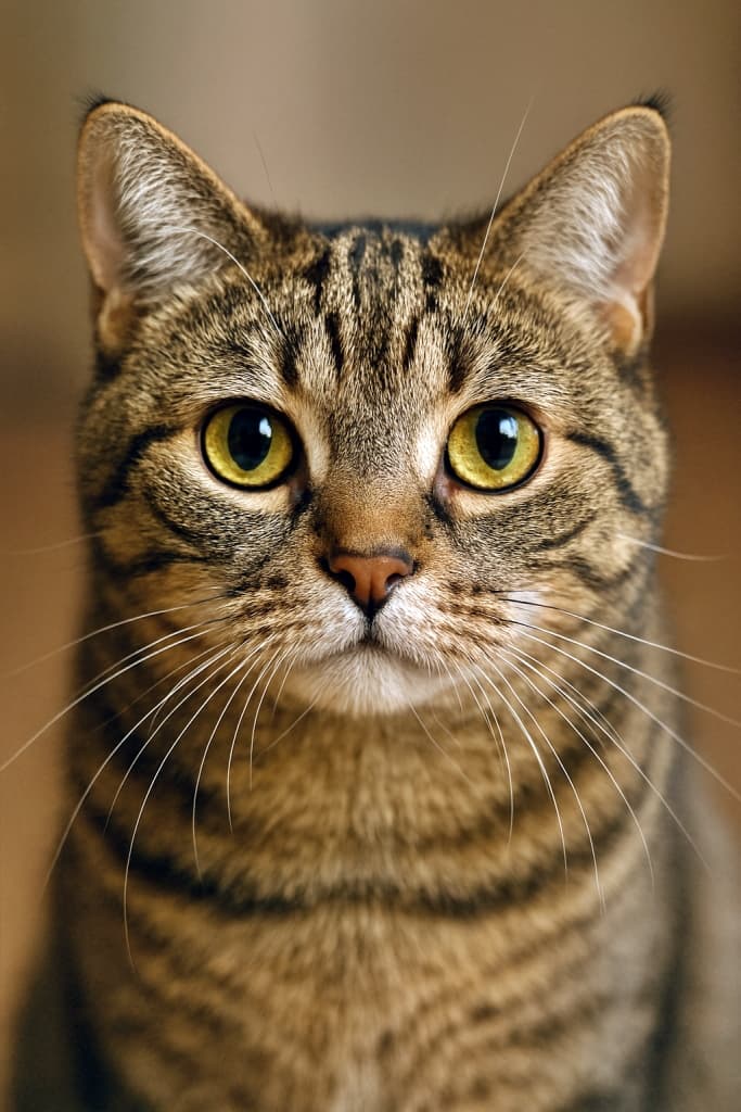 Close-up portrait of a tabby domestic shorthair cat with golden-yellow eyes, gazing directly at the camera. ゴールデンイエローの瞳でカメラを見つめる、キジトラ柄の短毛猫の顔アップポートレート
