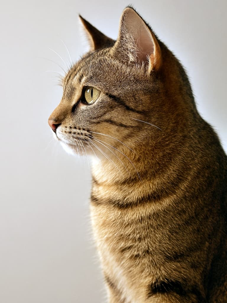 Side profile of a domestic short-haired tabby cat with golden eyes, lit gently from the left against a smooth off-white background. The cat’s fur shows warm brown and gray stripes, with fine whiskers and a calm gaze. 滑らかなオフホワイトの背景で左側から優しく照らされた、ゴールデンアイのキジトラ猫の横顔。茶色と灰色の縞模様の毛並みと繊細なヒゲが際立ち、穏やかな表情を見せている