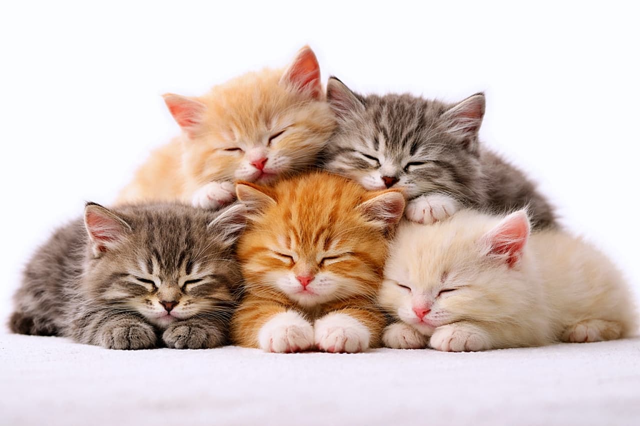 「ぎゅっと重なって夢の国。子猫5匹のぬくぬくピラミッド、崩れません🐾」Five kittens sleeping in a pyramid formation, three on the bottom and two on top, full bodies visible, softly snuggled together under studio lighting. 3匹が下段、2匹が上段に重なって眠る子猫のピラミッド。全身が見える、スタジオ照明のやさしい写真
