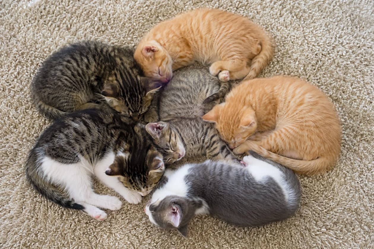 「見事なまんまる猫団子を発見👀✨ みんなで顔を寄せ合って、一体どんな夢を見ているんでしょうか?混ざりたい人続出中!🙋♀️🐾 #猫好きさんと繋がりたい #多頭飼い」Ultra-realistic high-quality photograph of six multi-colored short-haired kittens sleeping in a tight circular puddle on a beige shaggy rug. The flat natural lighting highlights the warmth, safety, and diverse coat patterns of the group. ふかふかのベージュのシャギーラグの上で、6匹の子猫が身を寄せ合い、円を描くように丸くなって眠るリアルな写真。茶トラ、キジ白、グレー白、キジトラなど色とりどりの被毛が交じり合い、フラットな光が群れの温もりと圧倒的な安心感を伝えます