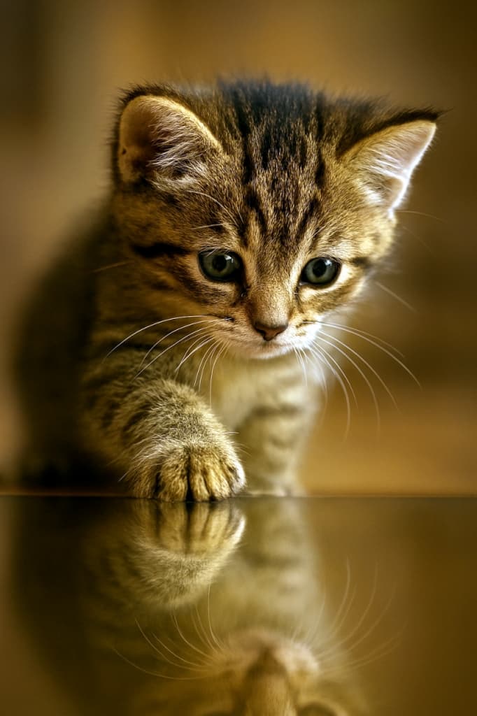 「鏡にタッチ！ふんわり映る子猫の世界が、心をほっこり包み込む♡」A photorealistic kitten gently places one paw on a mirror surface, with its reflection softly blurred. Warm lighting highlights the fur and creates a tender atmosphere. フォトリアルな子猫が片方の前足を鏡にそっと置き、映り込みは柔らかくぼかされている。暖かい光が毛並みを照らし、優しい雰囲気を演出している