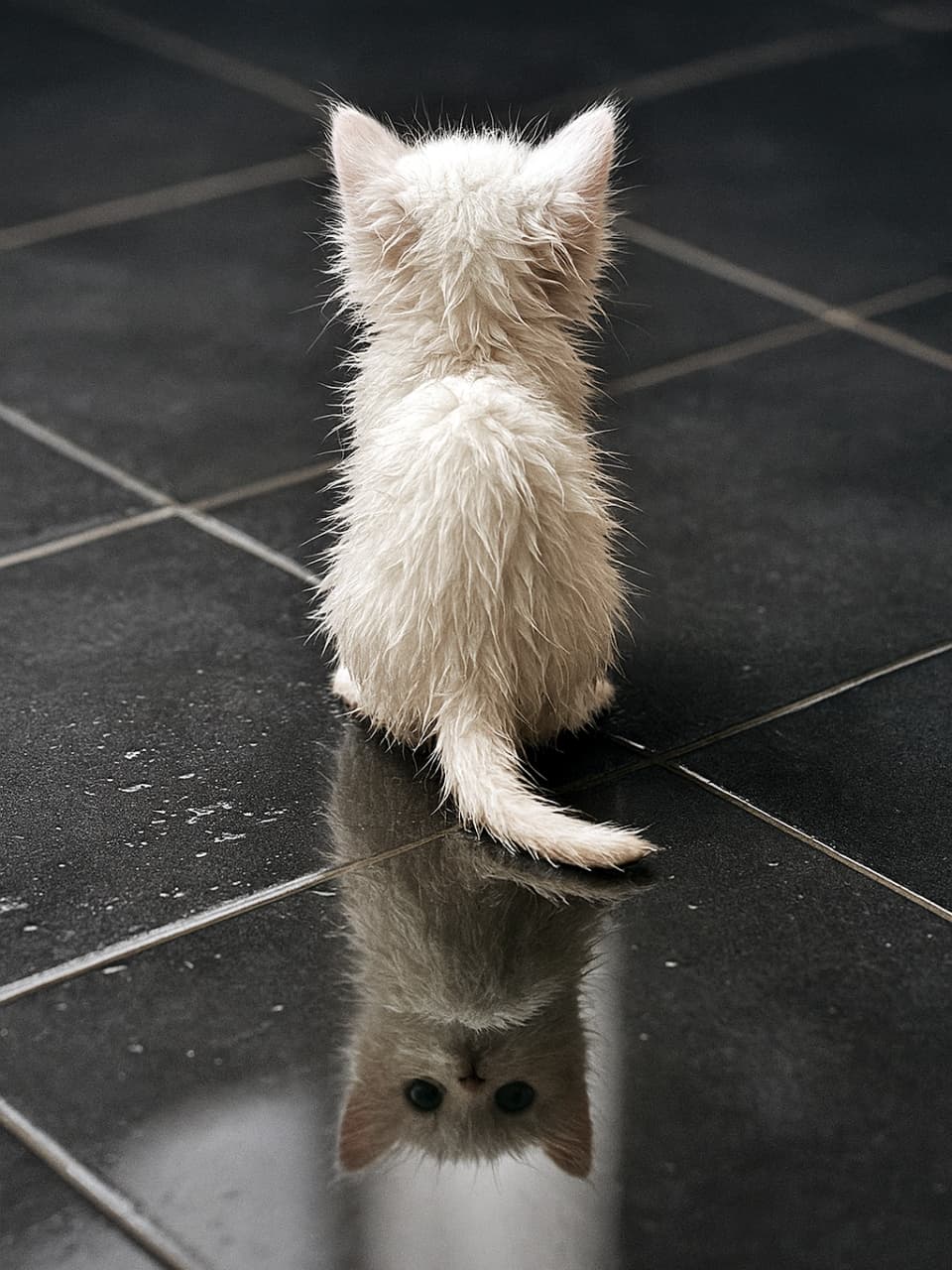 Rear view of a small white kitten with wet-looking fur sitting on a dark glossy tiled floor. The reflection on the floor incorrectly displays the kitten's face looking forward, creating a surreal and physically impossible optical error. 黒い光沢のあるタイルの上に座る、毛が濡れたような白い子猫の後ろ姿。床の反射には、本来この角度からは見えるはずのない「こちらを見つめる子猫の顔」が描かれており、物理的な矛盾（生成ミス）が生じている