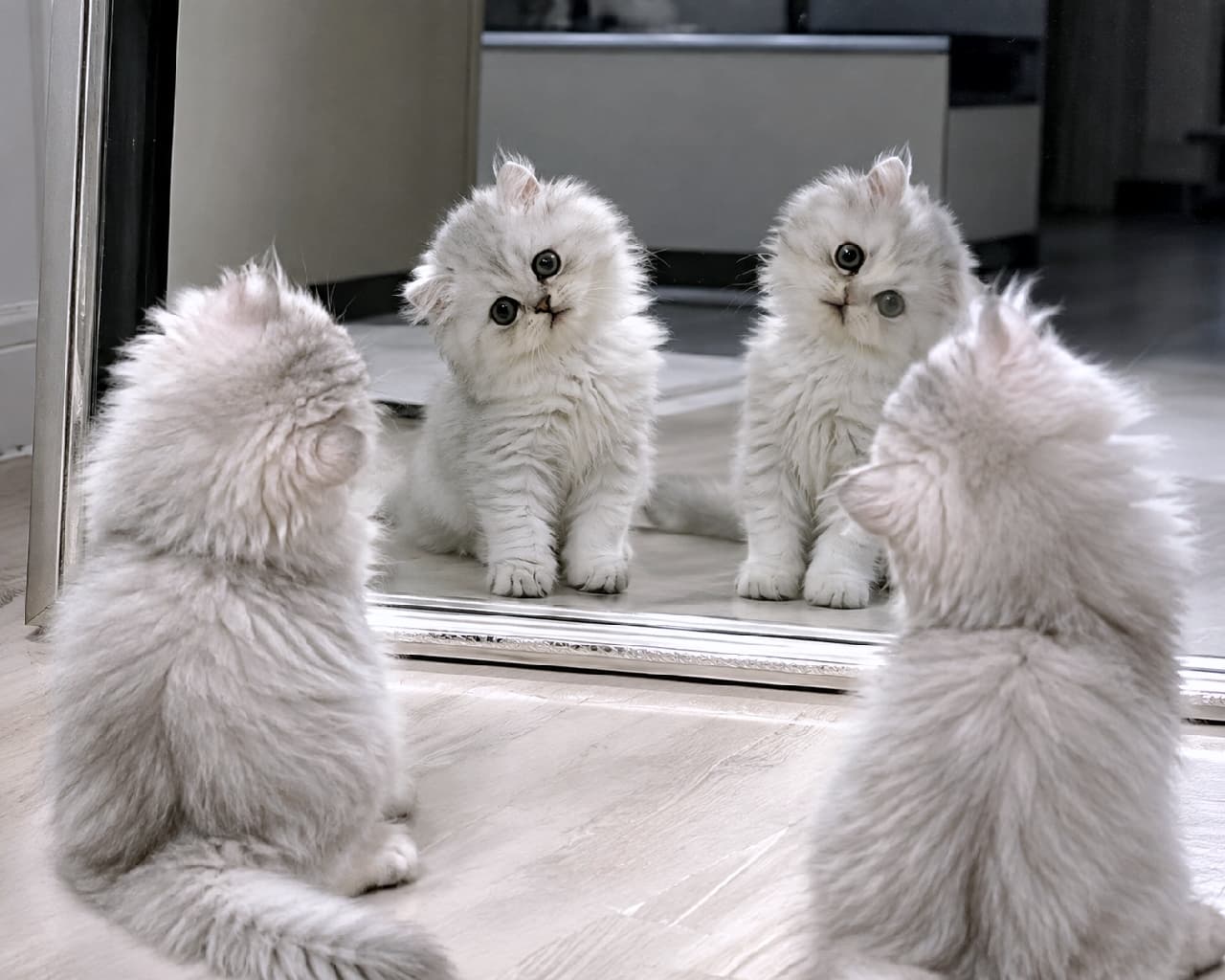 「あれれ?鏡の中の首の傾げ方が逆になっちゃった!?🐈🤍 天使のようなチンチラシルバーたちの不思議な世界✨ #猫 #チンチラシルバー #鏡 #子猫 #不思議な画像 #AI猫」Ultra-realistic high-quality photograph of two fluffy Chinchilla Silver kittens sitting on a cool gray floor, facing a large mirror. Their adorable backs are visible in the foreground, while their reflections show them making direct eye contact with a cute head tilt. However, the mirror reflection fails to properly reverse the angle: the kittens' heads tilt outward from behind, but the reflections also tilt outward in the same absolute direction instead of mirroring, creating a physically incorrect reflection. 落ち着いたグレーの床面に座る、雪のように白くふわふわな被毛を持つ2匹のチンチラシルバーの子猫の超高画質写真。大きな鏡に向かって座る2匹の愛らしい後ろ姿と、鏡に映るカメラ目線のキュートな表情が捉えられています。しかし、鏡の外の後ろ姿からは向かって左の子が左へ、右の子が右へと首を傾げているにもかかわらず、鏡の中の像もそのまま同じ方向へと傾いており、本来の鏡面反射(左右反転)の向きとは逆になってしまっているという不自然な描写エラーが含まれています