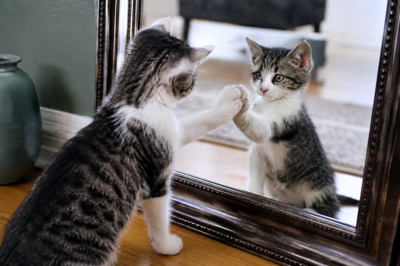 「鏡に向かってハイタッチ！🐾…と思ったら、よく見ると合わせている前足が互い違い！？AIならではの不思議なハプニング画像です😂 #猫 #鏡越し #AIの失敗」Ultra-realistic high-quality photograph of a tabby and white kitten touching a mirror, featuring an AI-generated error where the touching front paws are mismatched in the reflection. アンティーク調の鏡に向かって前足を伸ばすキジ白の子猫。鏡の中の反射は一見普通に見えるが、ハイタッチしている前足が互い違い（左右が一致しない）に描写されているAI生成特有のエラー写真